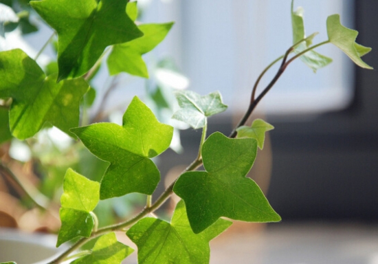 �������ж�������������ֳ��?�����ٵĹ��ܷ�������ҩ��ʲô����