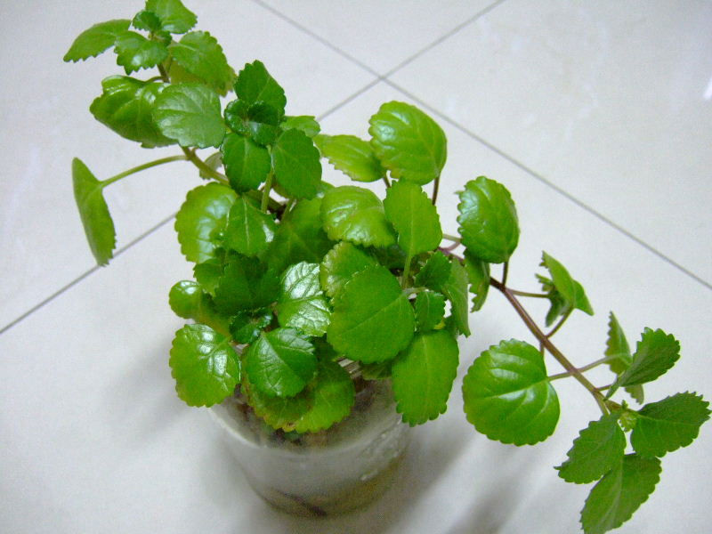 �������ж�������������ֳ��?�����ٵĹ��ܷ�������ҩ��ʲô����