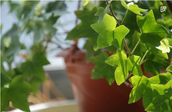 �������ж�������������ֳ��?�����ٵĹ��ܷ�������ҩ��ʲô����