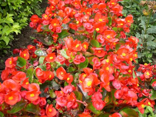 四季海棠会不会掉花及掉花怎么办 四季海棠花谢了怎么办怎么处理