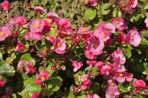 四季海棠会不会掉花及掉花怎么办 四季海棠花谢了怎么办怎么处理