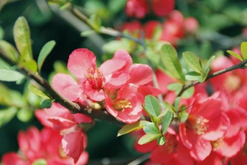 四季海棠会不会掉花及掉花怎么办 四季海棠花谢了怎么办怎么处理