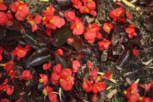 四季海棠会不会掉花及掉花怎么办 四季海棠花谢了怎么办怎么处理