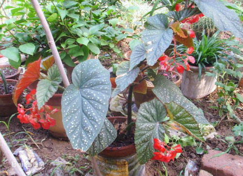 竹节秋海棠有毒吗能放卧室吗 竹节秋海棠可以吃吗有什么药效