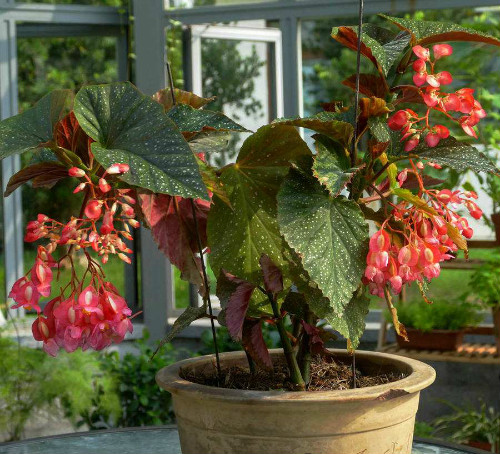 竹节秋海棠有毒吗能放卧室吗 竹节秋海棠可以吃吗有什么药效