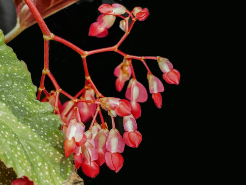 竹节秋海棠有毒吗能放卧室吗 竹节秋海棠可以吃吗有什么药效