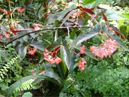 竹节秋海棠有毒吗能放卧室吗 竹节秋海棠可以吃吗有什么药效