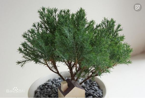 �������辰�ڷŷ�ˮ�����ڷ��ĸ�����ã�