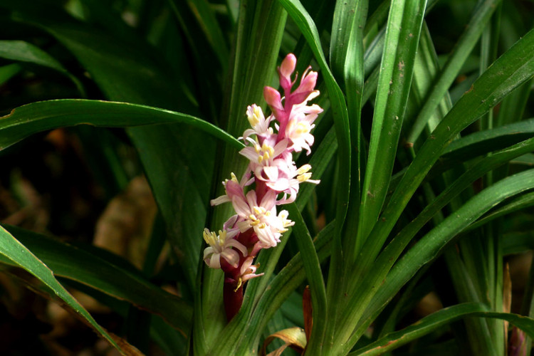 吉祥草摆家里好么风水作用 居家养吉祥草的好处