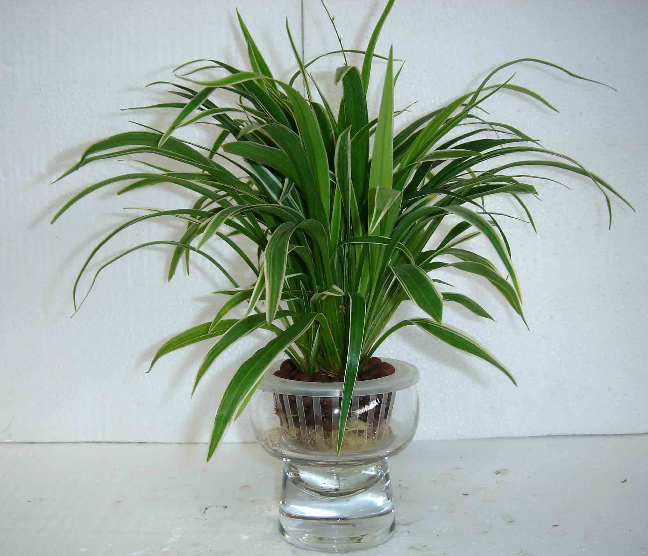 ����ݰڼ����ô��ˮ���� �Ӽ�������ݵĺô�