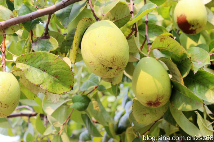 木瓜海棠有毒吗 木瓜海棠果实能吃吗怎么吃功效如何