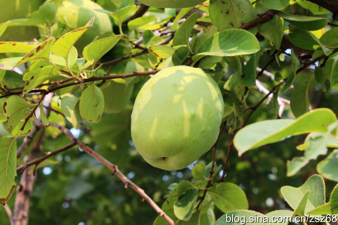 木瓜海棠有毒吗 木瓜海棠果实能吃吗怎么吃功效如何