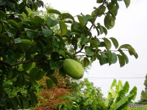 木瓜海棠有毒吗 木瓜海棠果实能吃吗怎么吃功效如何