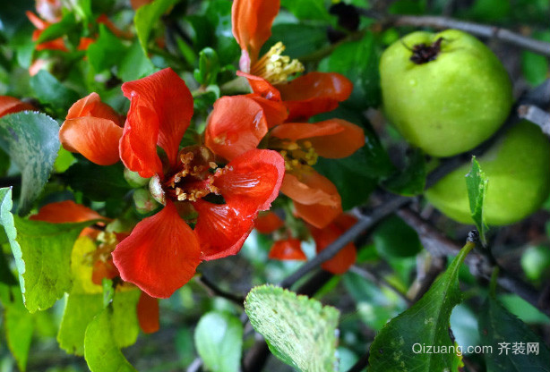 木瓜海棠有毒吗 木瓜海棠果实能吃吗怎么吃功效如何