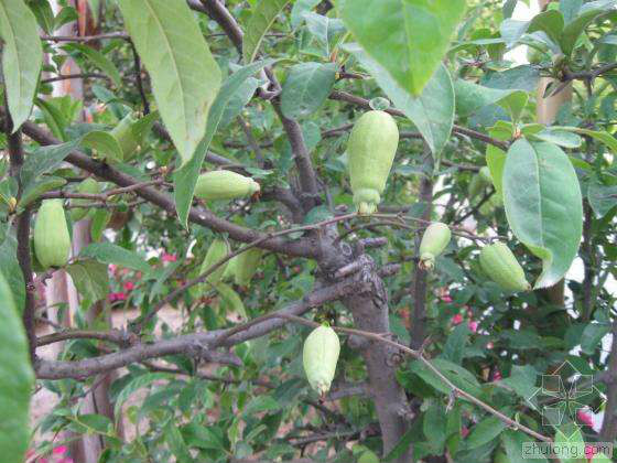 木瓜海棠有毒吗 木瓜海棠果实能吃吗怎么吃功效如何