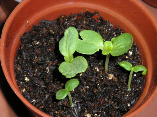 ���ղݵ���ֲ���� ���ղ�ʲôʱ����������ô���շ���