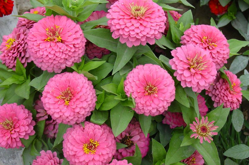 ���ղݵ���ֲ���� ���ղ�ʲôʱ����������ô���շ���