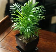 ����Ҭ����ô��?��ý�һ��ˮ?��Ҫɹ̫����?