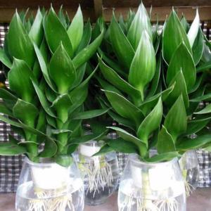 观音竹和富贵竹的区别是什么图片 观音竹和富贵竹哪个好