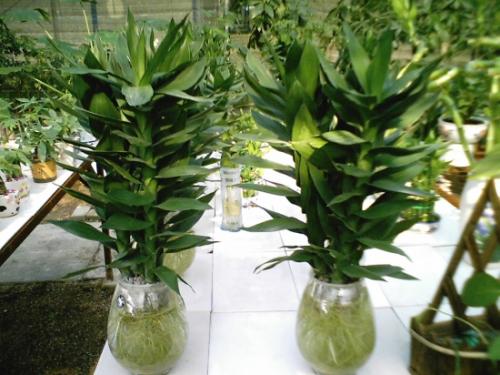 观音竹和富贵竹的区别是什么图片 观音竹和富贵竹哪个好