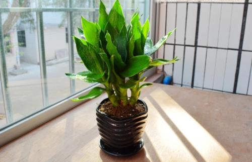 观音竹和富贵竹的区别是什么图片 观音竹和富贵竹哪个好