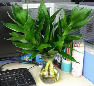 观音竹和富贵竹的区别是什么图片 观音竹和富贵竹哪个好