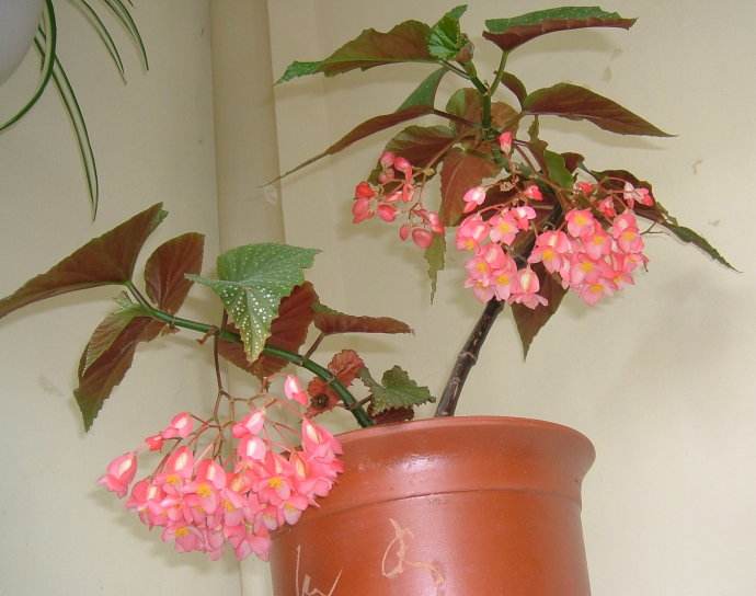 竹节海棠什么时候开花 为什么竹节海棠不开花原因及解决办法