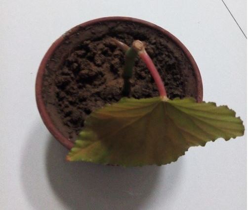 ��ں��ĵ���ֳ������ע������ ��ں��ĵ�Ǥ�巽��ͼ��