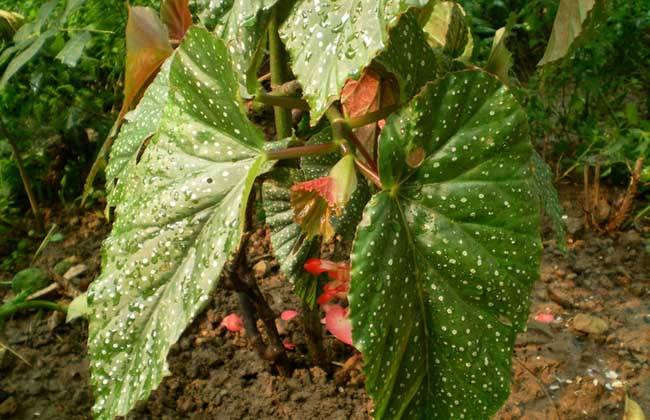 ��ں��ĵ���ֳ������ע������ ��ں��ĵ�Ǥ�巽��ͼ��