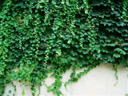 爬墙虎的危害有哪些对墙壁有影响吗 爬山虎可以种在室内吗