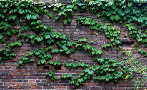 爬墙虎的危害有哪些对墙壁有影响吗 爬山虎可以种在室内吗