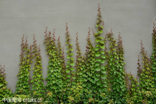 爬墙虎的危害有哪些对墙壁有影响吗 爬山虎可以种在室内吗