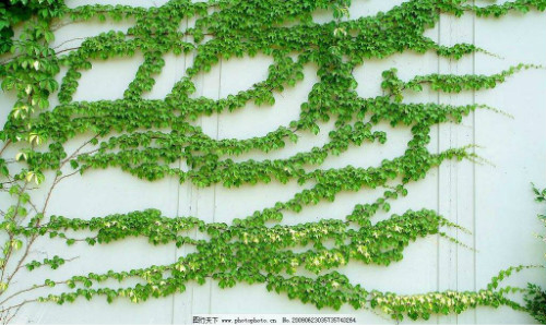 爬墙虎的危害有哪些对墙壁有影响吗 爬山虎可以种在室内吗