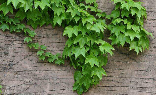 爬墙虎的危害有哪些对墙壁有影响吗 爬山虎可以种在室内吗