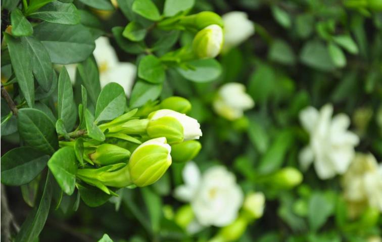 ���ӻ���ô����ͥ���� ���ӻ�����ֳ������ע����������Щ