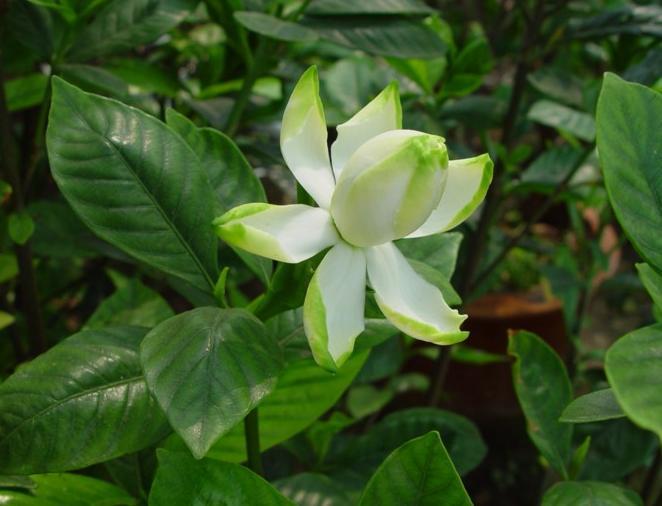 栀子花怎么养家庭养法 栀子花的养殖方法和注意事项有哪些