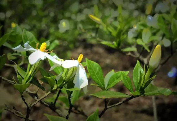 栀子花怎么养家庭养法 栀子花的养殖方法和注意事项有哪些