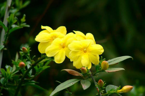 迎春花有毒吗可以室内养吗 迎春花有什么作用和功效