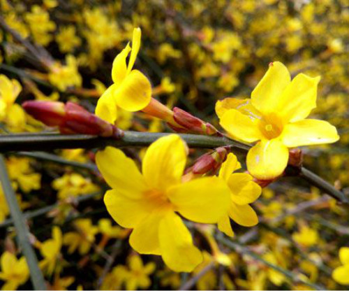 迎春花有毒吗可以室内养吗 迎春花有什么作用和功效