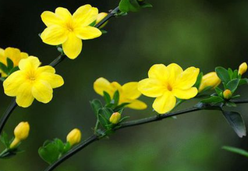 迎春花有毒吗可以室内养吗 迎春花有什么作用和功效