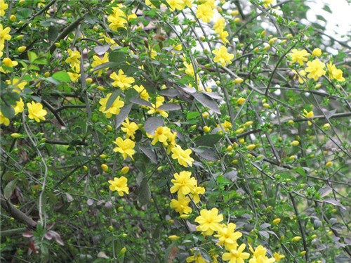 迎春花什么时候开花 迎春花不开花怎么办原因及解决方法