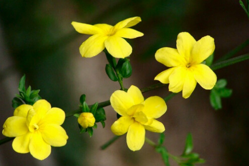 迎春花什么时候开花 迎春花不开花怎么办原因及解决方法