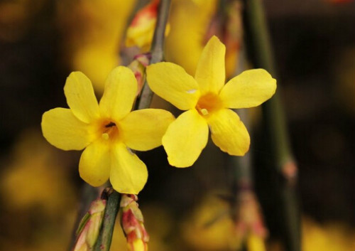 迎春花什么时候开花 迎春花不开花怎么办原因及解决方法