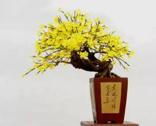 迎春花什么时候开花 迎春花不开花怎么办原因及解决方法