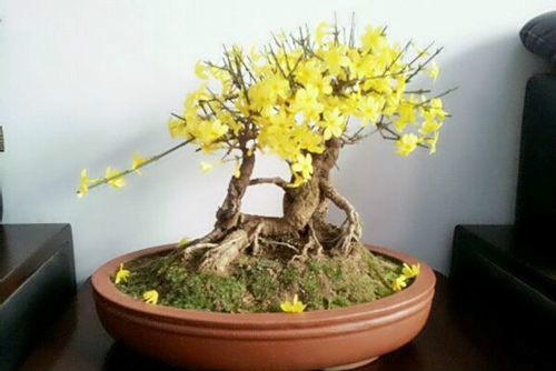 迎春花什么时候开花 迎春花不开花怎么办原因及解决方法