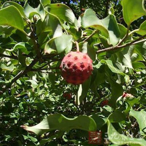 四照花果有毒吗可以直接吃吗 四照花果功效与作有哪些