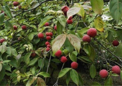 四照花果有毒吗可以直接吃吗 四照花果功效与作有哪些