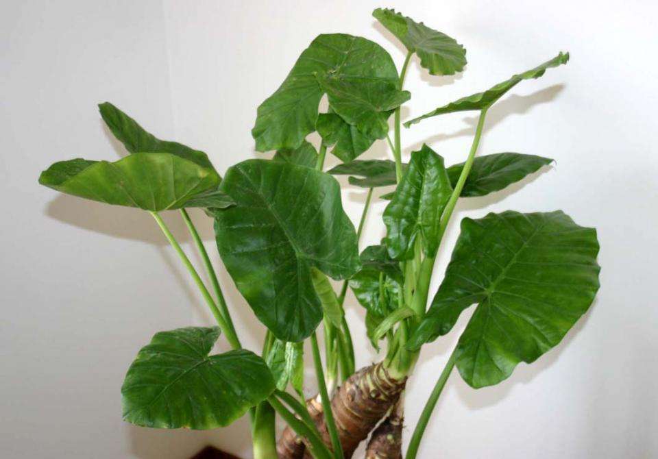 滴水观音毒性大吗?中毒解救方法 滴水观音吸甲醛吗作用与功效