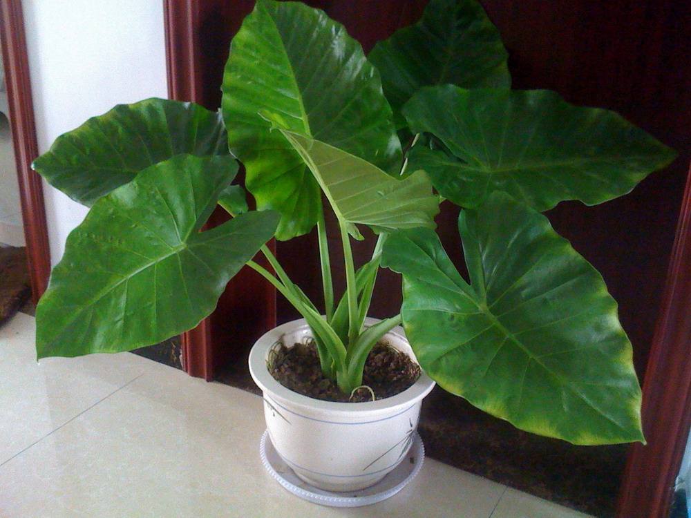 滴水观音毒性大吗?中毒解救方法 滴水观音吸甲醛吗作用与功效