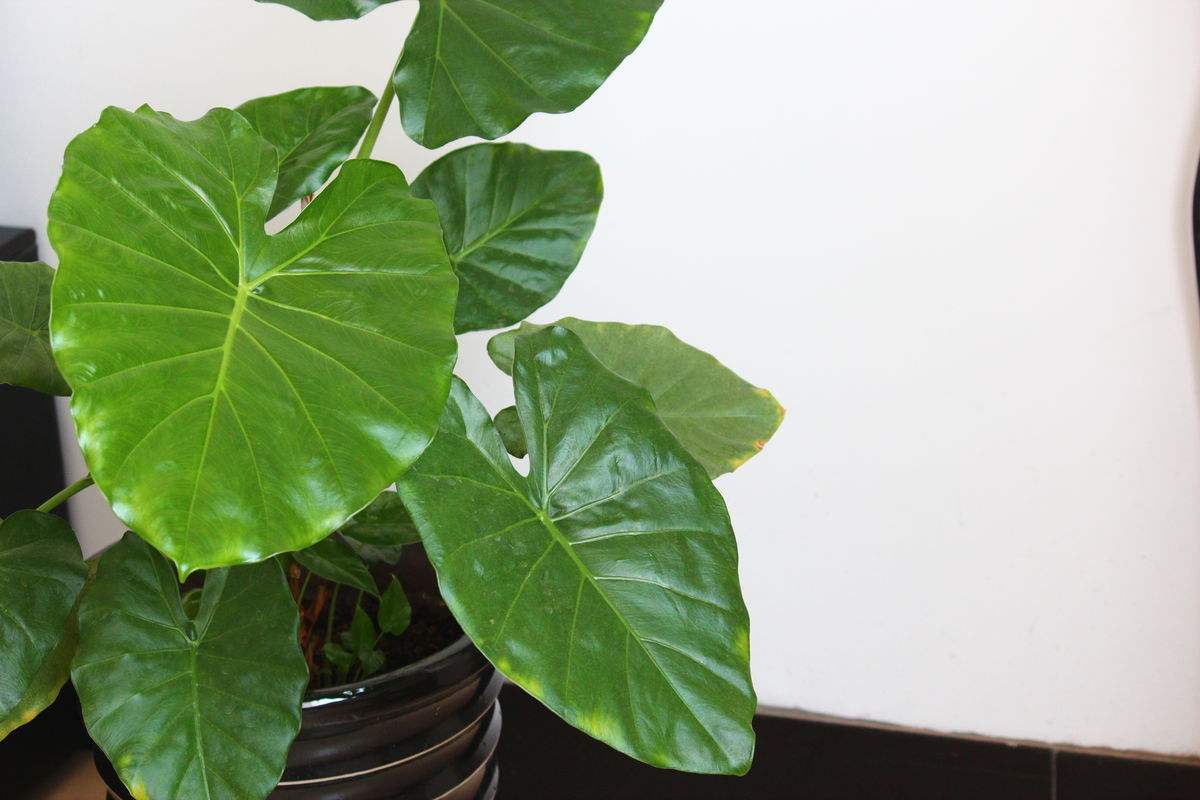 滴水观音毒性大吗?中毒解救方法 滴水观音吸甲醛吗作用与功效